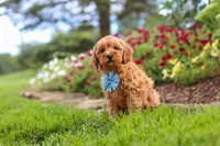 Nash, a male Cavapoo for sale in Fresno, OH – 3 of 8