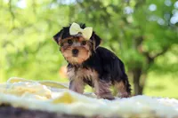 Miley, a female Yorkshire Terrier for sale in Fresno, OH – 9 of 10