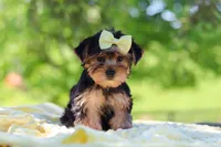 Miley, a female Yorkshire Terrier for sale in Fresno, OH – 3 of 10