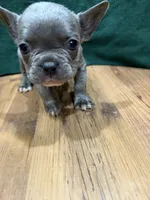 Chandler Fluffy, a male French Bulldog for sale in Ava, MO – 3 of 5