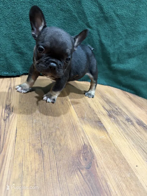 Joey – French Bulldog puppy for sale in Ava, MO