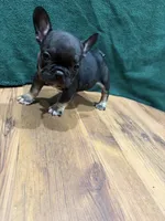 Joey, a male French Bulldog for sale in Ava, MO – 1 of 4