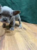 Chandler Fluffy, a male French Bulldog for sale in Ava, MO – 2 of 5