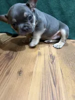 Ross, a male French Bulldog for sale in Ava, MO – 2 of 5