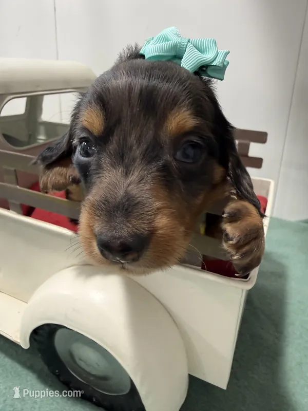 Dark Dapple – Miniature Dachshund puppy for sale in Ava, MO