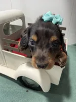 Dark Dapple, a female Miniature Dachshund for sale in Ava, MO – Photo 2 of 4