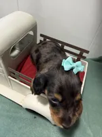 Dark Dapple, a female Miniature Dachshund for sale in Ava, MO – Photo 3 of 4