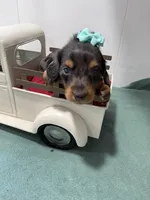 Dark Dapple, a female Miniature Dachshund for sale in Ava, MO – Photo 4 of 4