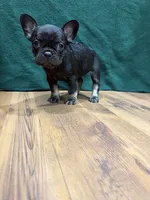 Lil Girl, a female French Bulldog for sale in Ava, MO – 4 of 5