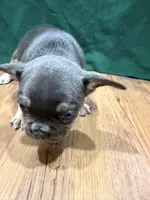 Ross, a male French Bulldog for sale in Ava, MO – 5 of 5