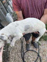 Benjamin, a male Miniature Dachshund for sale in Ava, MO – Photo 3 of 3