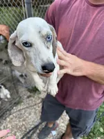 Benjamin, a male Miniature Dachshund for sale in Ava, MO – Photo 1 of 3