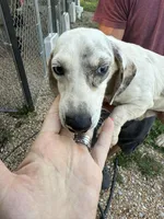 Benjamin, a male Miniature Dachshund for sale in Ava, MO – Photo 2 of 3