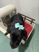 Black Beauty, a female Miniature Dachshund for sale in Ava, MO – Photo 2 of 3