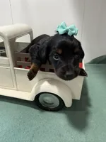 Black Beauty, a female Miniature Dachshund for sale in Ava, MO – Photo 3 of 3