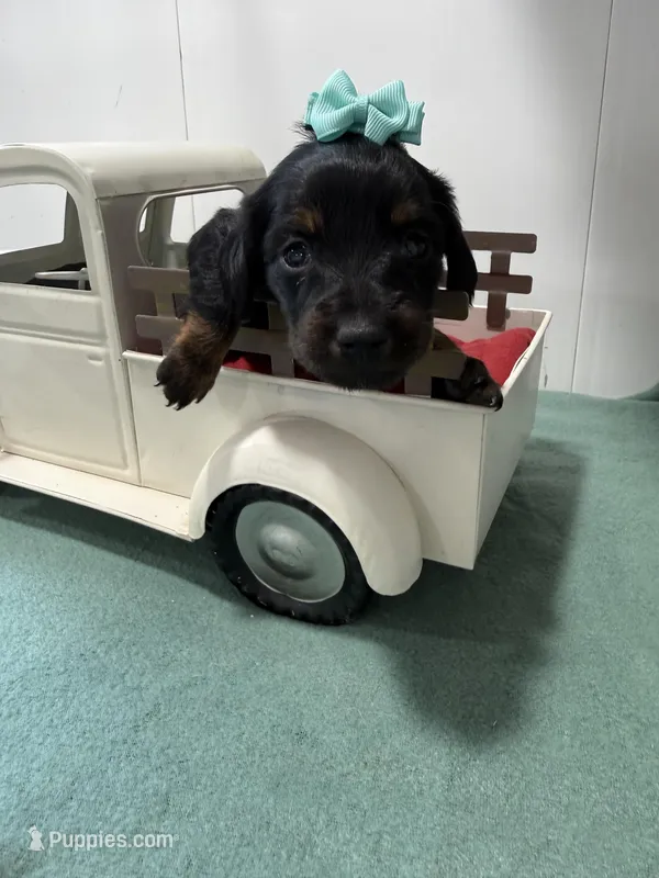 Black Beauty – Miniature Dachshund puppy for sale in Ava, MO
