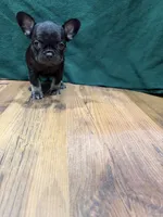 Lil Girl, a female French Bulldog for sale in Ava, MO – 3 of 5