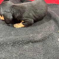 Black/Tan, a male Miniature Dachshund for sale in Ava, MO – Photo 5 of 6