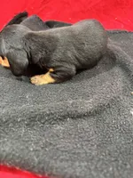 Black/Tan, a male Miniature Dachshund for sale in Ava, MO – Photo 5 of 6