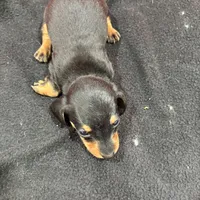 Black/Tan, a male Miniature Dachshund for sale in Ava, MO – Photo 6 of 6