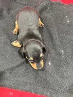 Black/Tan, a male Miniature Dachshund for sale in Ava, MO – Photo 6 of 6