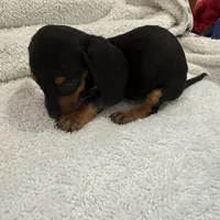 Black/Tan, a male Miniature Dachshund for sale in Ava, MO – Photo 1 of 6