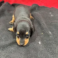 Black/Tan, a male Miniature Dachshund for sale in Ava, MO – Photo 4 of 6