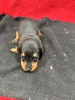 Black/Tan, a male Miniature Dachshund for sale in Ava, MO – Photo 4 of 6