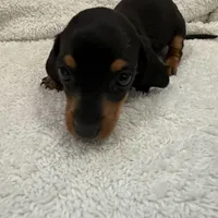 Black/Tan, a male Miniature Dachshund for sale in Ava, MO – Photo 2 of 6