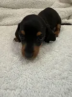 Black/Tan, a male Miniature Dachshund for sale in Ava, MO – Photo 2 of 6