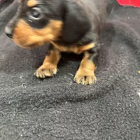 Black/Tan, a male Miniature Dachshund for sale in Ava, MO – Photo 3 of 6