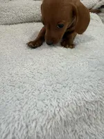 Red, a male Miniature Dachshund for sale in Ava, MO – Photo 3 of 5