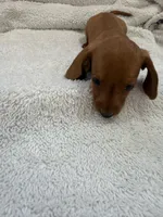 Red, a male Miniature Dachshund for sale in Ava, MO – Photo 1 of 5