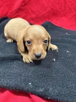 Red, a male Miniature Dachshund for sale in Ava, MO – Photo 5 of 5