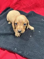 Red, a male Miniature Dachshund for sale in Ava, MO – Photo 4 of 5