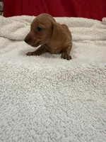Red, a male Miniature Dachshund for sale in Ava, MO – Photo 2 of 5