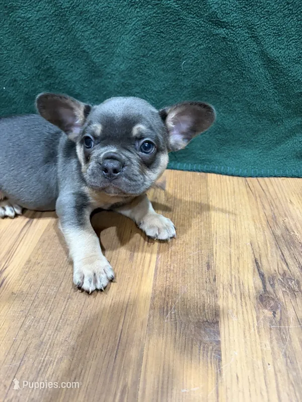 Ross – French Bulldog puppy for sale in Ava, MO