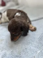 Red, a female Miniature Dachshund for sale in Ava, MO – Photo 6 of 10