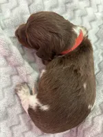 Red, a female Miniature Dachshund for sale in Ava, MO – Photo 10 of 10