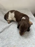 Red, a female Miniature Dachshund for sale in Ava, MO – Photo 3 of 10