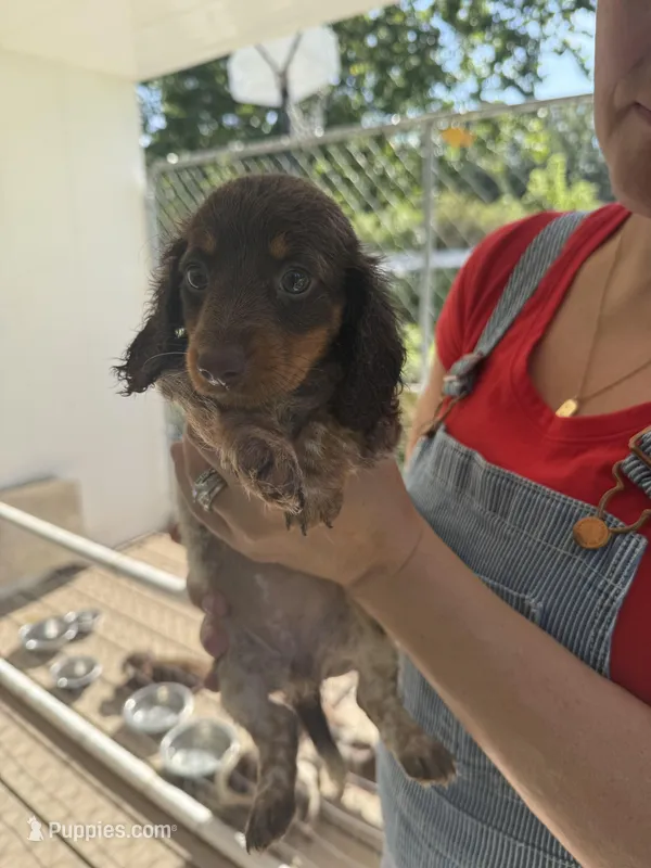 Red, a female Miniature Dachshund for sale in Ava, MO – Photo 1 of 10