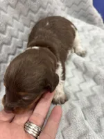 Red, a female Miniature Dachshund for sale in Ava, MO – Photo 9 of 10