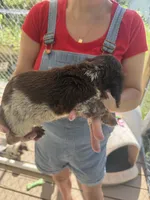 Red, a female Miniature Dachshund for sale in Ava, MO – Photo 2 of 10