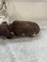 Red, a female Miniature Dachshund for sale in Ava, MO – Photo 7 of 10