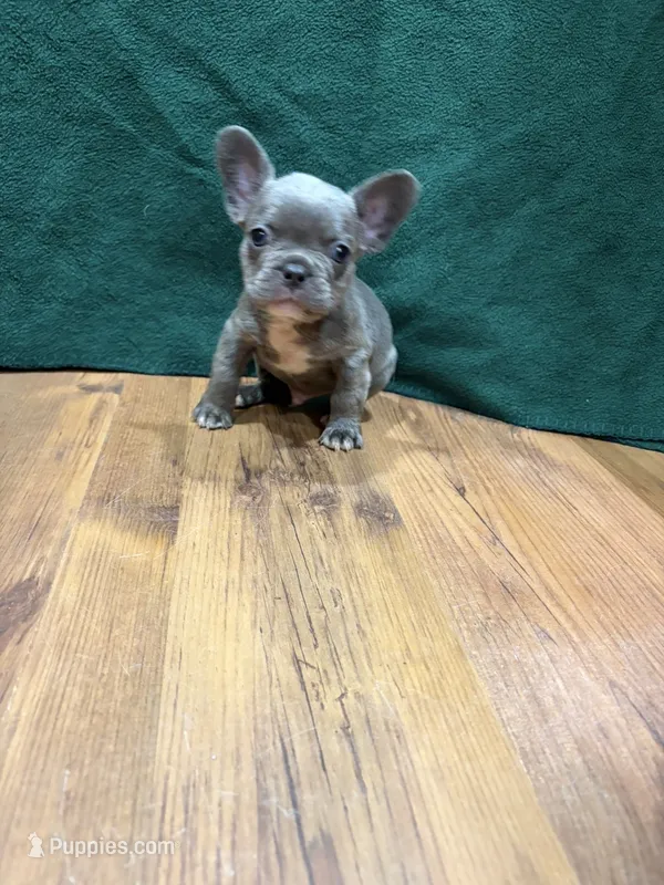 Chandler Fluffy – French Bulldog puppy for sale in Ava, MO