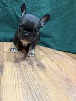 Joey, a male French Bulldog for sale in Ava, MO – 4 of 4
