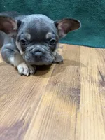 Ross, a male French Bulldog for sale in Ava, MO – 3 of 5