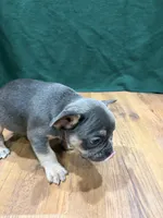 Ross, a male French Bulldog for sale in Ava, MO – 4 of 5