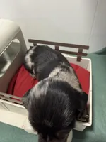 Dapple long streak, a male Miniature Dachshund for sale in Ava, MO – Photo 2 of 3