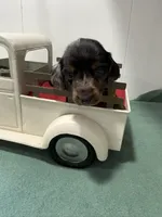 Dapple long streak, a male Miniature Dachshund for sale in Ava, MO – Photo 3 of 3